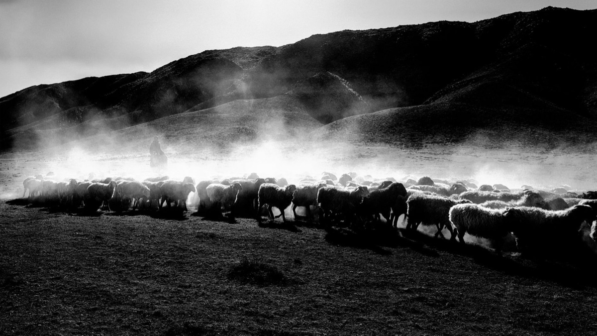 Icelandic sheep herder on mountain