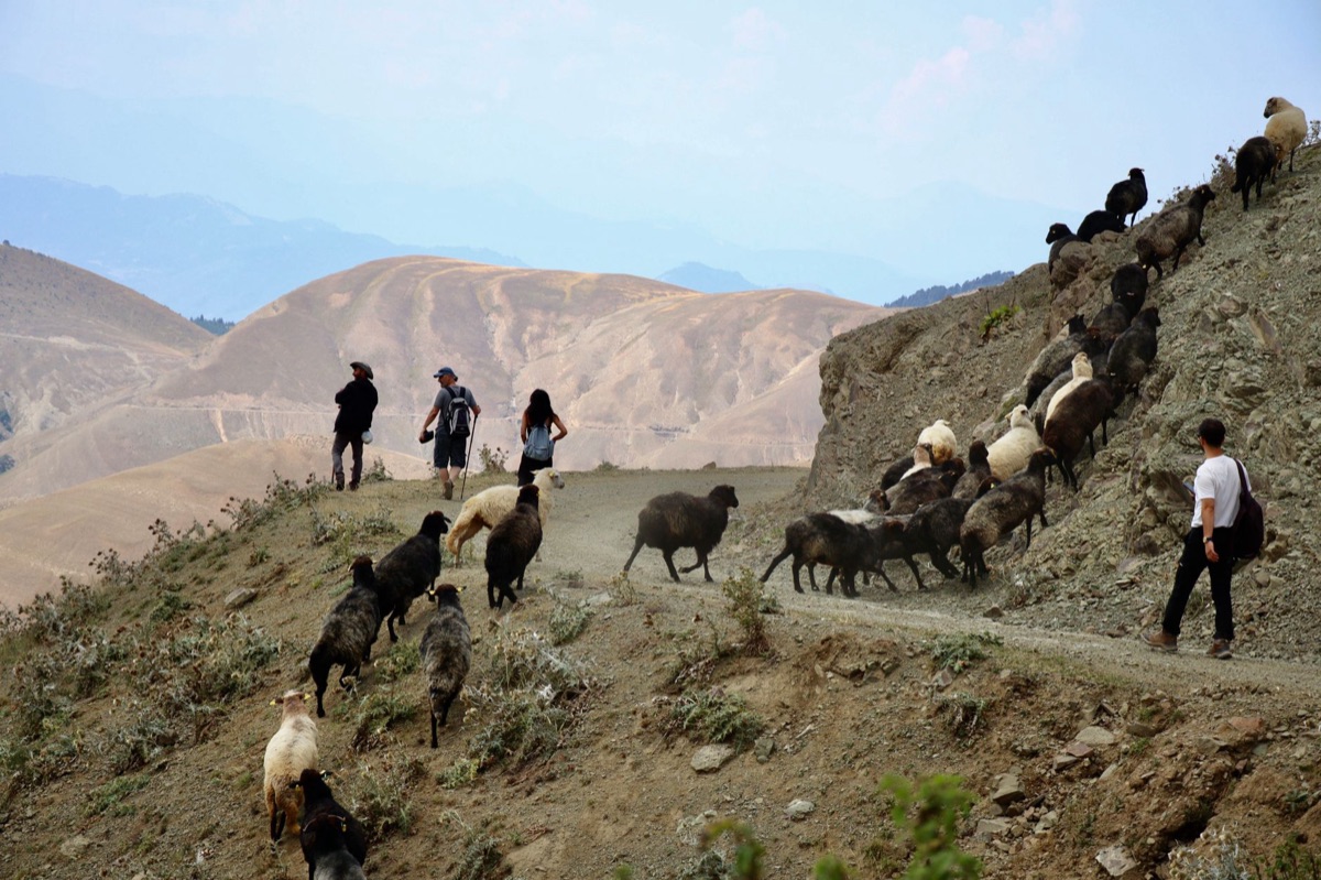 Icelandic sheep herder on mountain