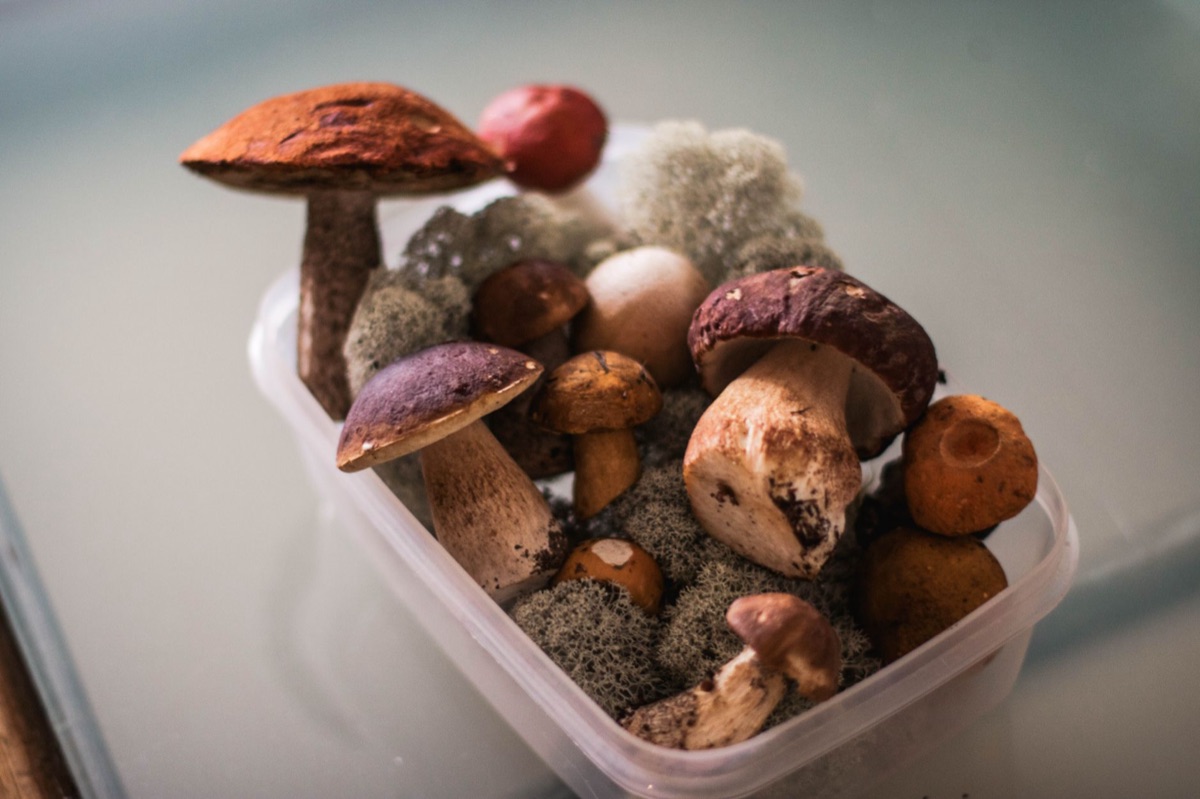 Mushrooms coletados em Islandia