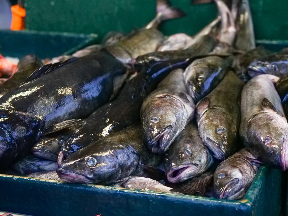 Icelandic fish market with fresh cod