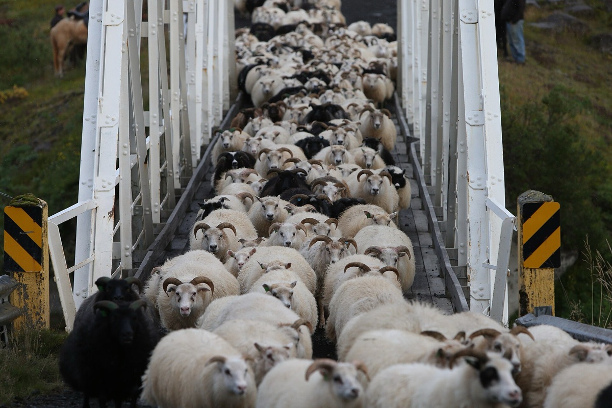 Schafherd in Iceland