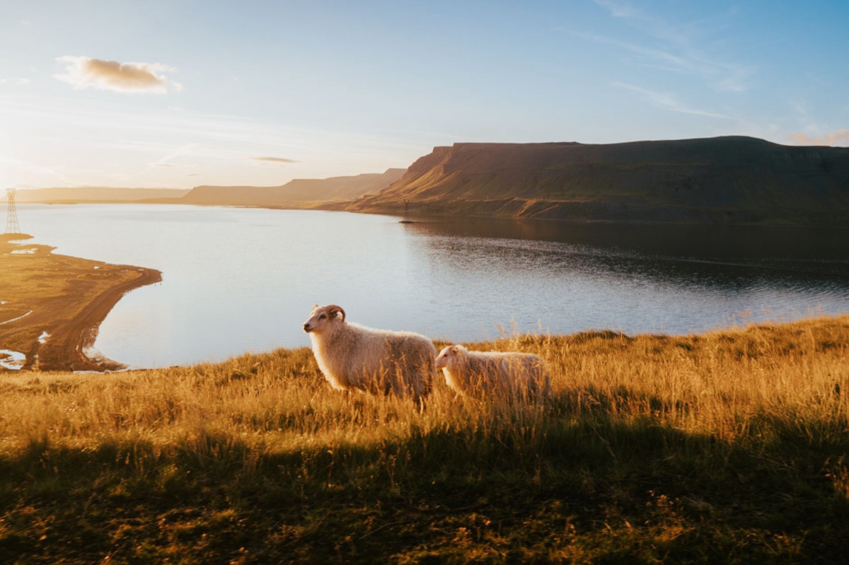 Icelandic sheep in mountainous terrain
