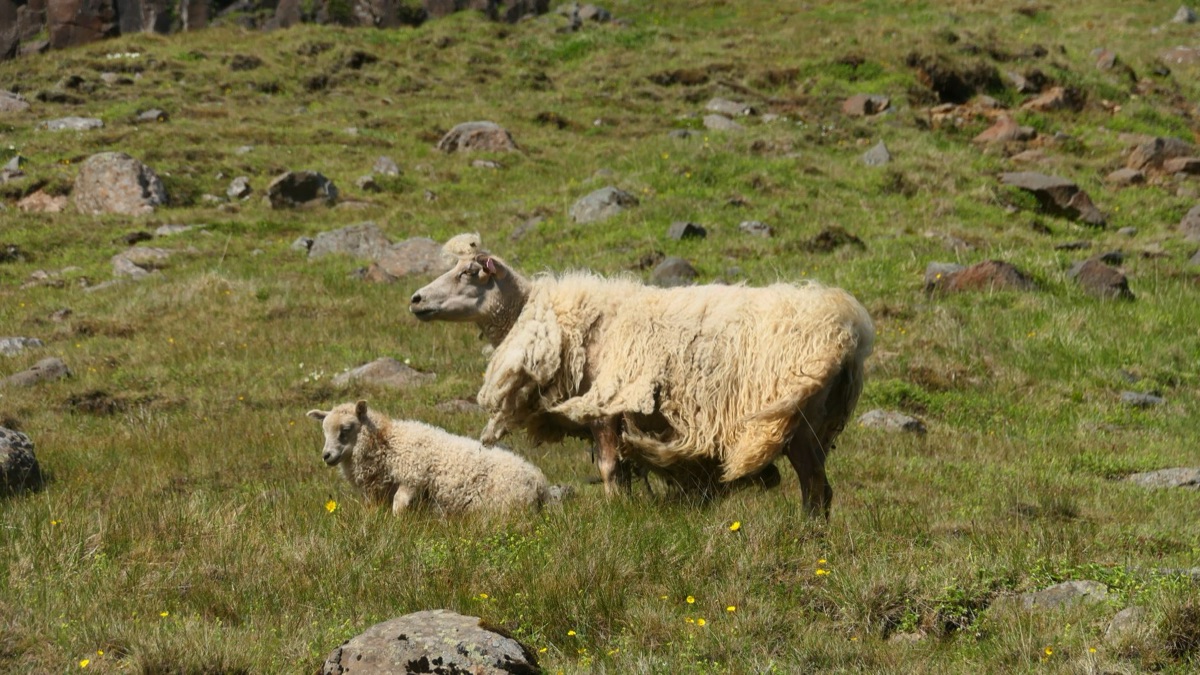 Istafell íslands, vörur í vefi, vefi í vefi