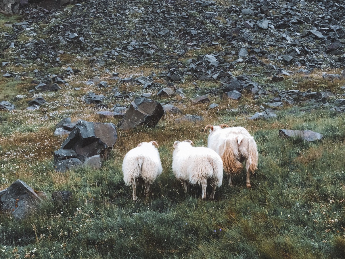 Chasseur de mouton en Island