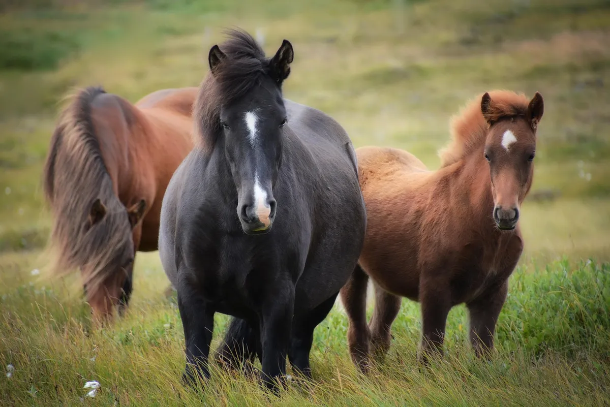 iceland, icelandic horse, horses, flock, foal, mare, wild horses, equines, field, meadow, pasture, grass, grasslands, nature, outdoors, animals, animal world, i