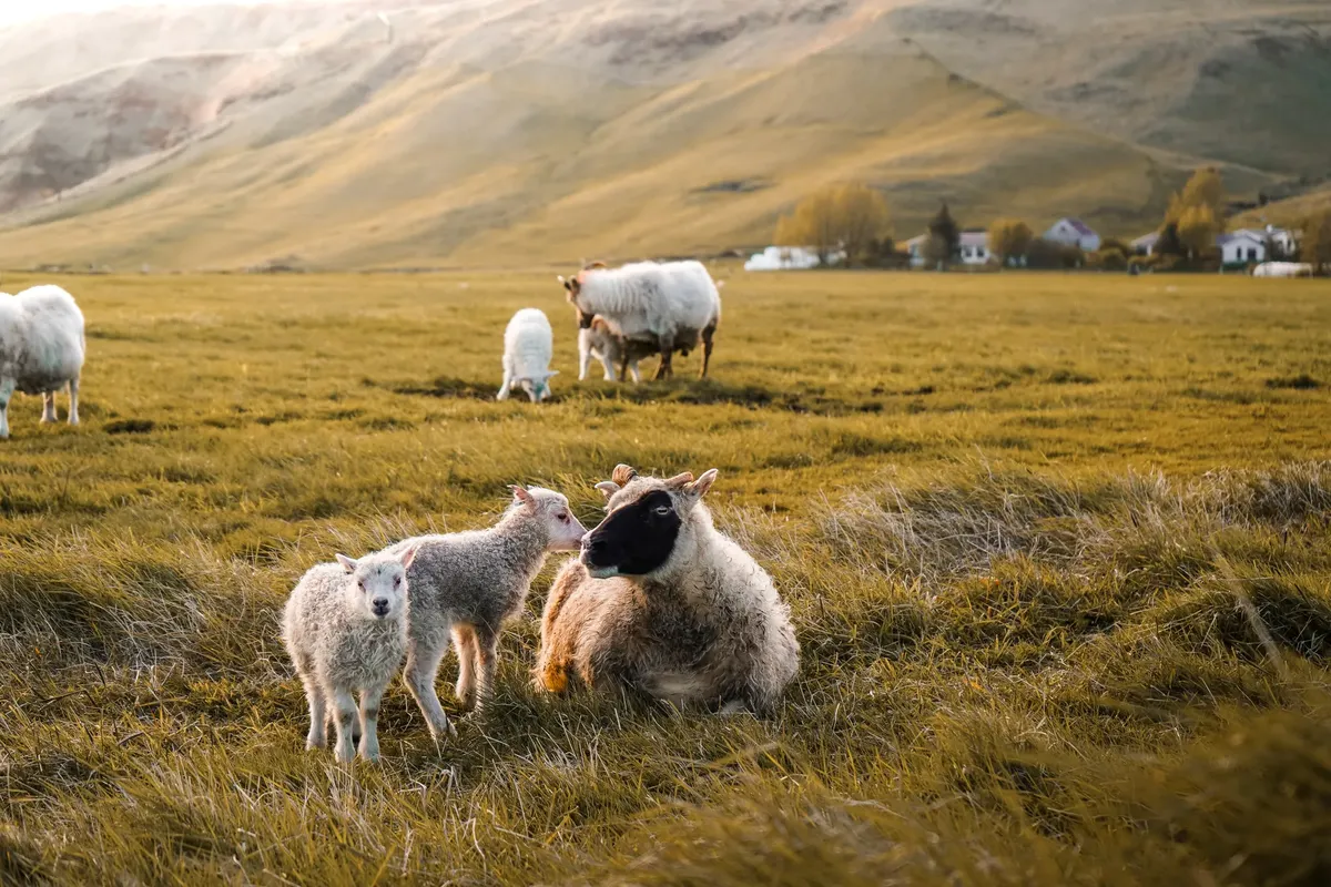 Grazing sheep in a serene Icelandic landscape near Reykjavík during daytime.